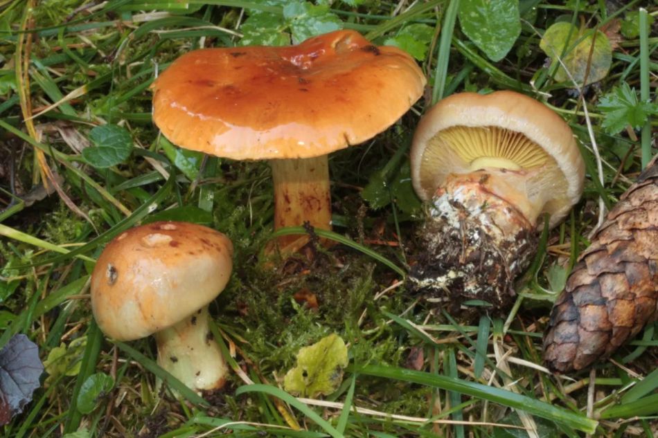 Mushroom smells: a brief overview for enthusiasts!